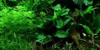 Anubias Nana on lava Stone
